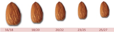 almond sizes